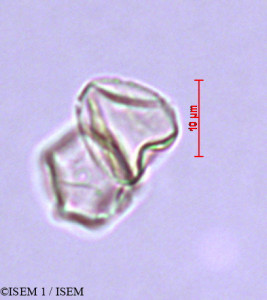 ISEM 1/Urera_caracasana_29357/Urera_caracasana_29357_0001(copy)_thumb.jpg
